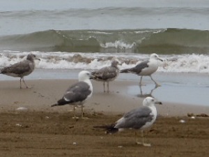 砂浜で遊ぶ海鳥達