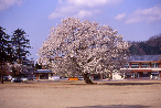 味真野小学校の桜